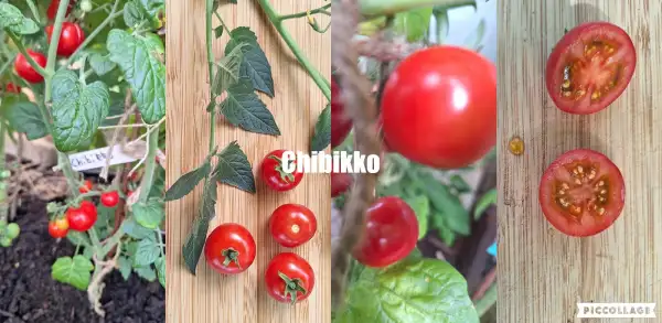 Tomaten: Chibikko - Zwergtomate
