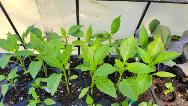 Chili / Paprika: Chili- und Paprikajungpflanzen (verschiedene Sorten)