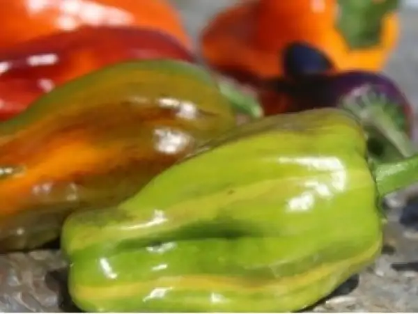 Chili / Paprika: Chili: After Enlightenment, 2025