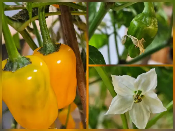 Chili: Chili: After Enlightenment, 2026