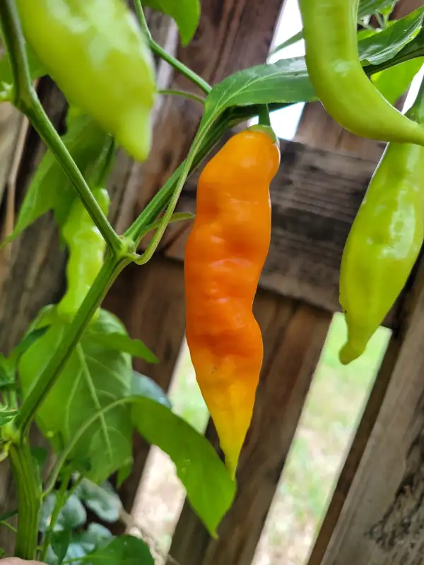 Chili: Chili "Ahuachapan"
