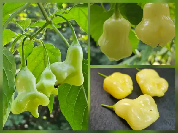 Chili: Chili: Aji Confusion/Aji White Fantasy, 2026