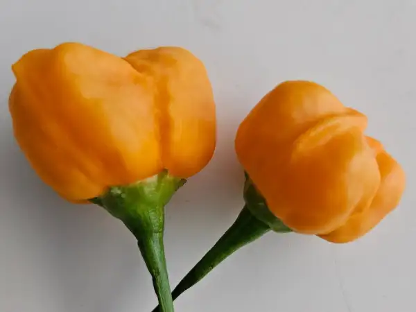 Chili / Paprika: Chili: Aji Mango Stumpi, 2025