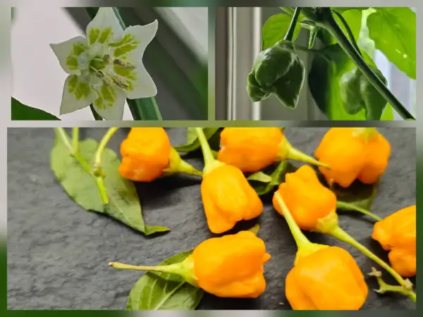 Chili: Chili: Aji Mango Stumpi, 2025