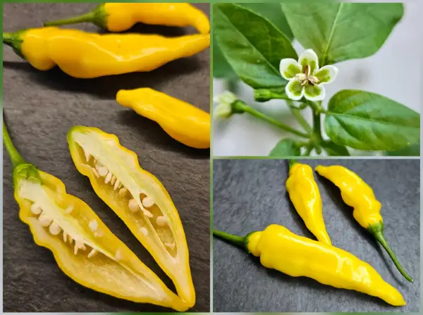 Chili / Paprika: Chili: Aji Pineapple, 2025