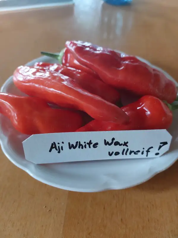 Chili / Paprika: Chili Aji White Wax