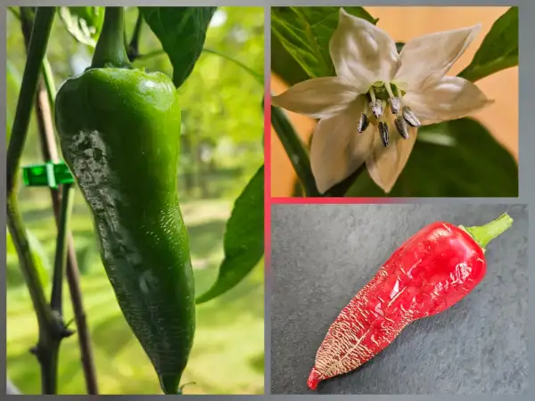 Chili: Chili: Albanian Red Hot, 2026