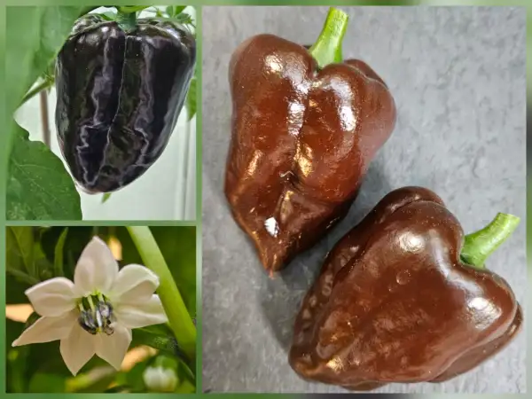 Chili: Chili: Ancho Mulato, 2026