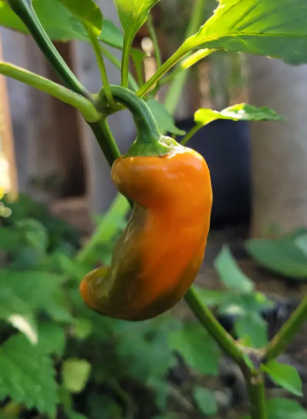 Chili: Chili Banana Orange
