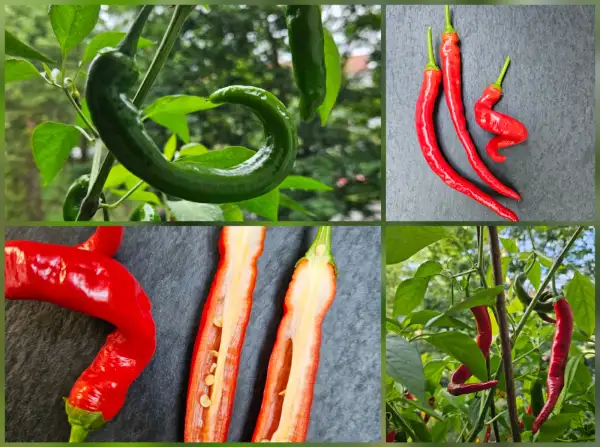 Chili / Paprika: Chili: Bangala, 2025