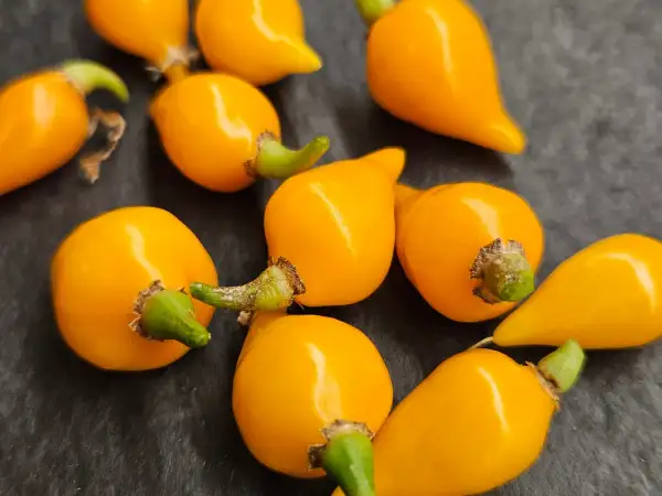 Chili / Paprika: Chili Biquinho Amarelo, 2025