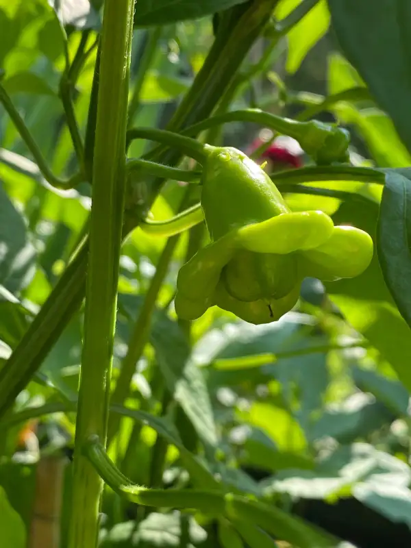 Chili / Paprika: Chili Bishops Crown - Bischoffsmütze