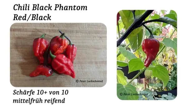 Chili / Paprika: Chili Black Phantom Red/Black