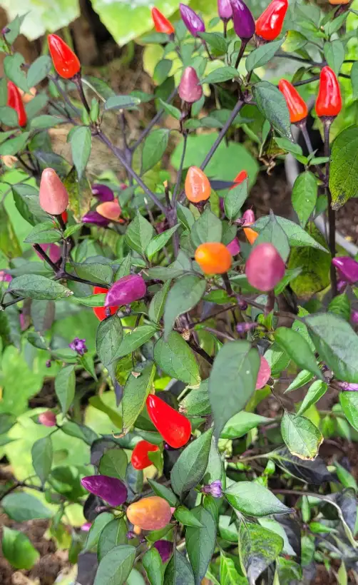 Chili / Paprika: Chili "Bolivian Rainbow"