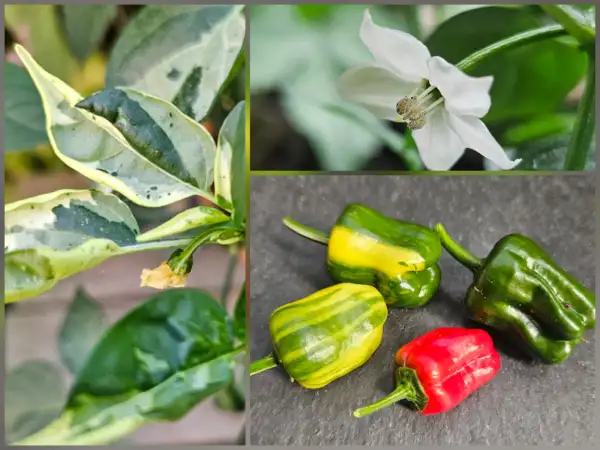 Chili: Chili: Bryans Rainbow Blood, 2026