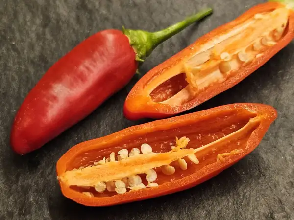 Chili / Paprika: Chili: CAP 455, 2025