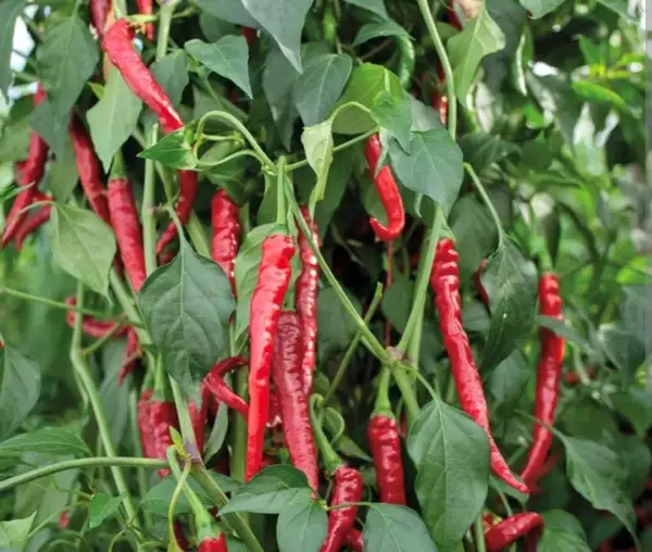 Chili / Paprika: Chili "Cayenne Long Slim"