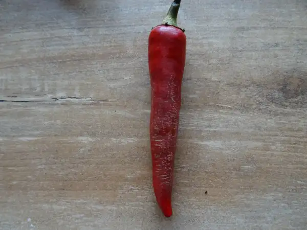 Chili / Paprika: Chili Cayenne rot