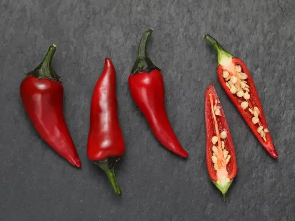 Chili / Paprika: Chili: Count Dracula, 2025