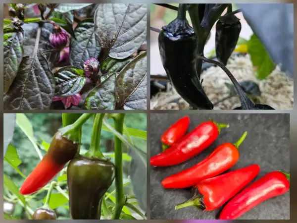 Chili: Chili: Count Dracula, 2025