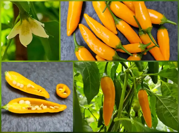 Chili / Paprika: Chili: Criolla Sella, 2025