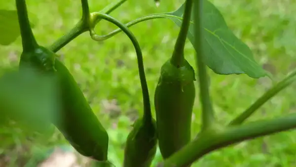 Chili / Paprika: Chili Criolla Sella