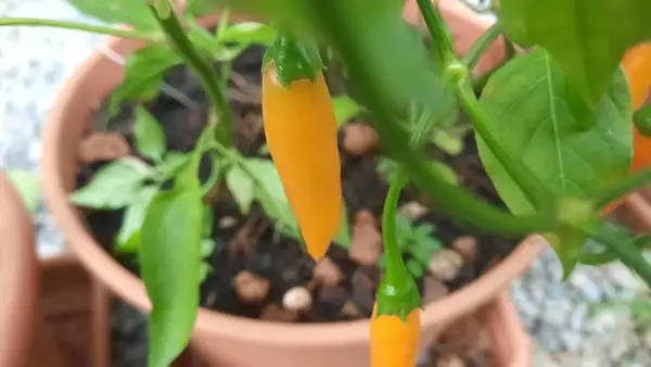 Chili / Paprika: Chili Criolla Sella