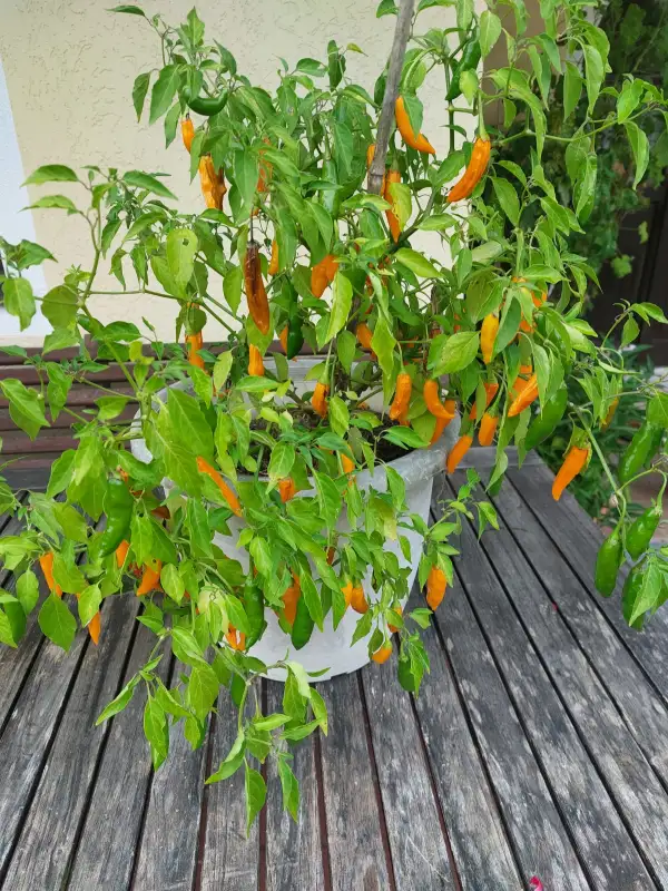 Chili / Paprika: Chili Crolla sella