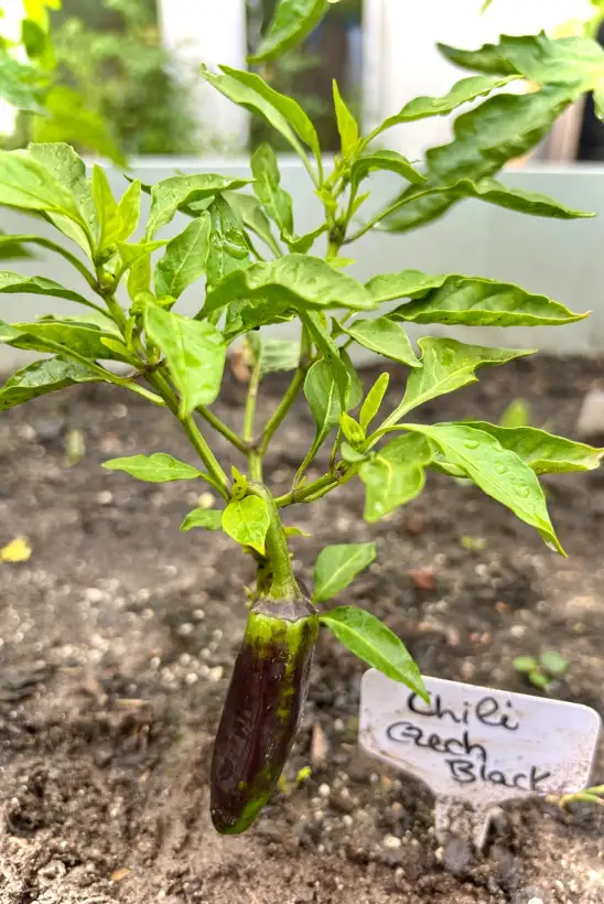 Chili: Chili Czech Black