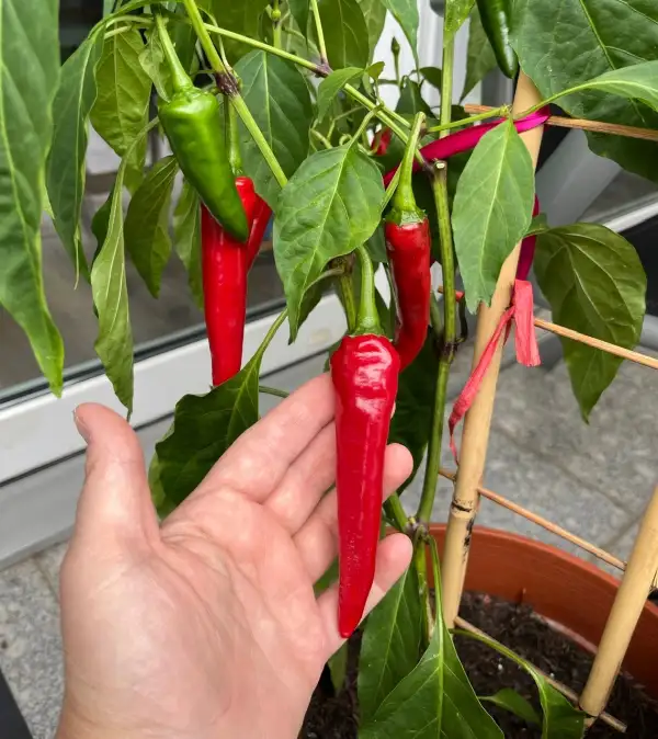 Chili / Paprika: Chili de Cayenne