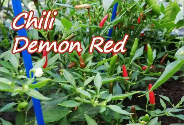 Chili / Paprika: Chili Demon Red