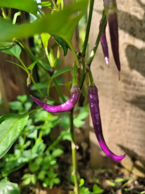 Chili: Chili Diavolo