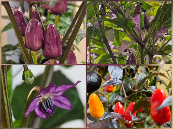 Chili / Paprika: Chili: Ecuador Purple, 2024