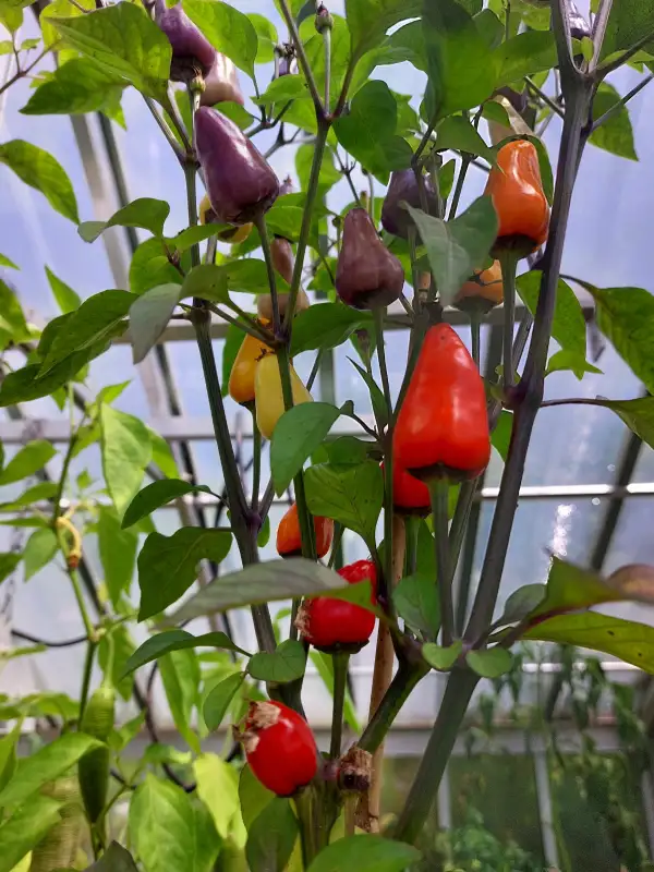 Chili / Paprika: Chili Ecuador Purple