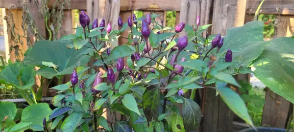 Chili / Paprika: Chili "Explosiv Amber"
