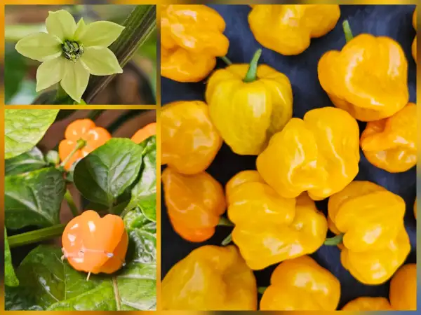 Chili: Chili: Frontera Sweet, 2026