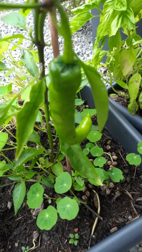 Chili / Paprika: Chili Fushimi