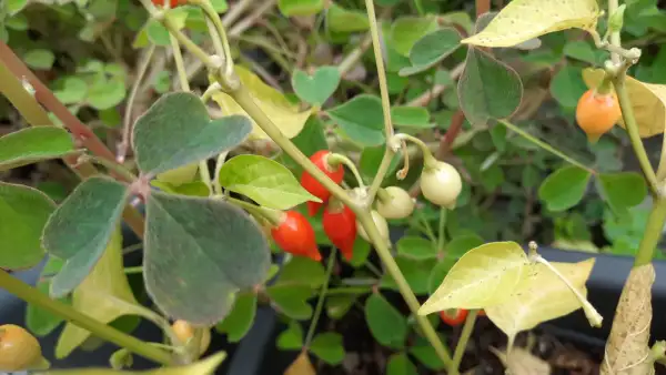 Chili / Paprika: Chili Gänseschnabel