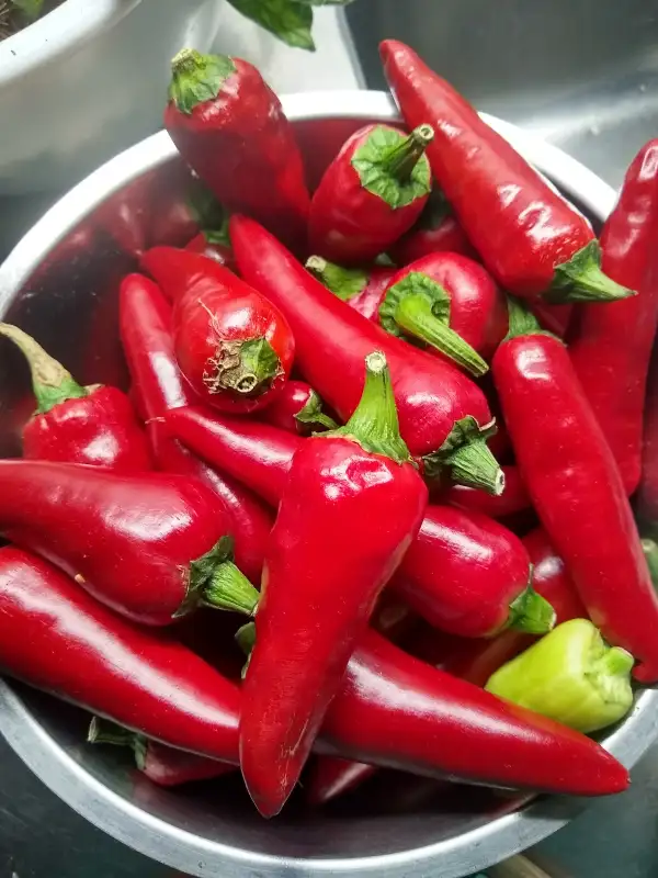 Chili / Paprika: Chili Gorria