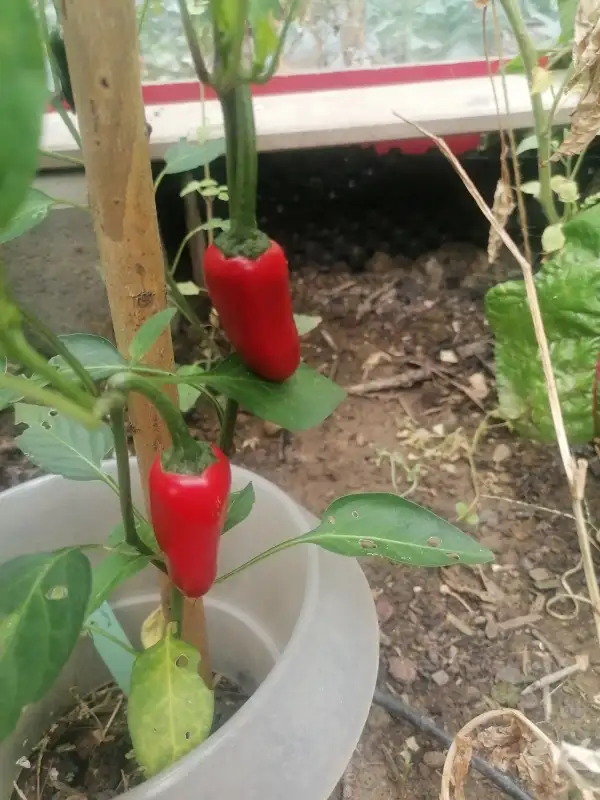 Chili: Chili Gorria