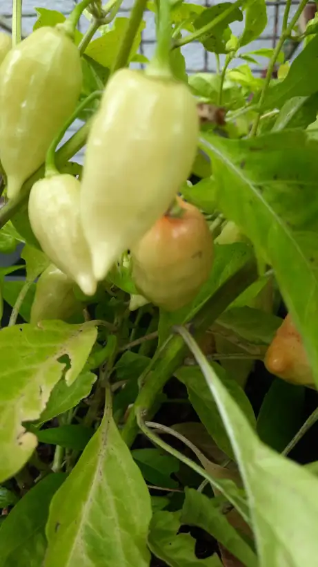 Chili / Paprika: Chili Habanada orange
