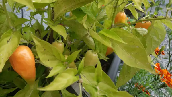 Chili / Paprika: Chili Habanada orange