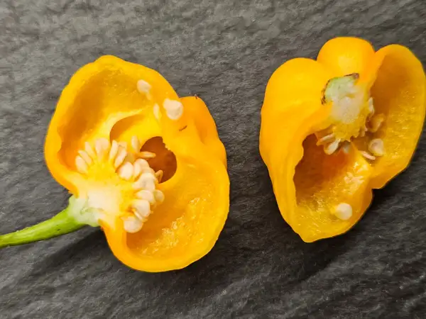 Chili / Paprika: Chili: Habanero Marobie Yellow, 2025