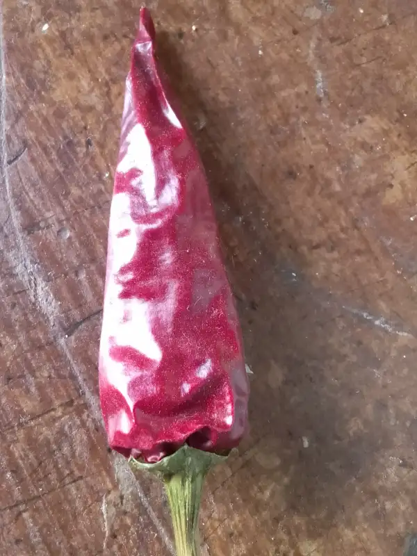 Chili / Paprika: Chili Halblanger Vulkan