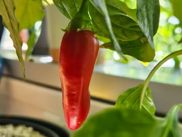 Chili / Paprika: Chili: Jalapeño El Jefe, 2025