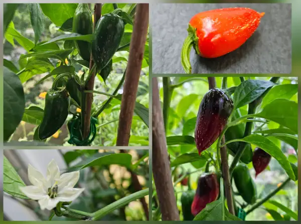 Chili / Paprika: Chili: Jalapeño M, 2024