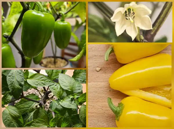 Chili / Paprika: Chili: Jalapeño Neon Yellow, 2024