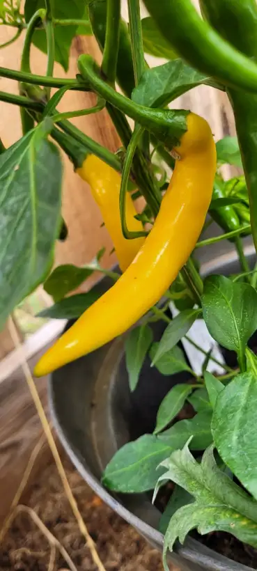 Chili / Paprika: Chili "Lemon Drop"