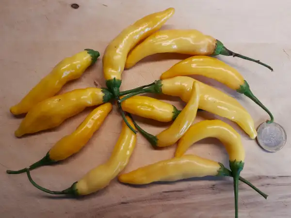 Chili / Paprika: Chili Lemon Drop