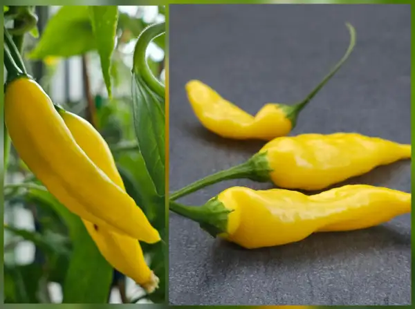 Chili / Paprika: Chili: Lemon Drop, 2024